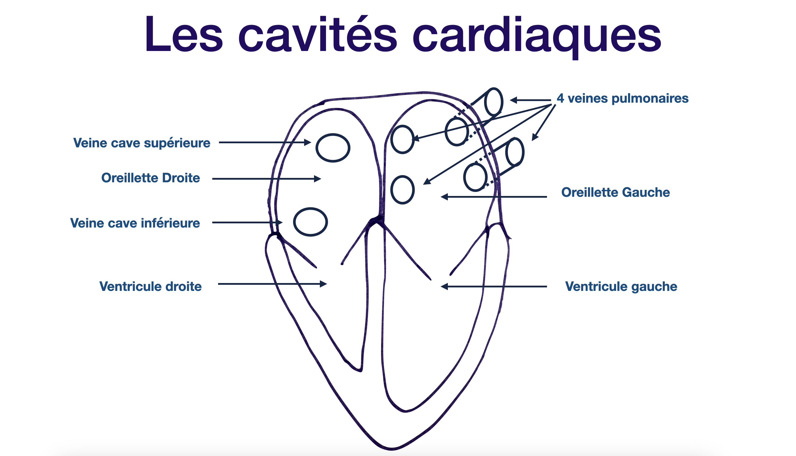Les cavités cardiaques