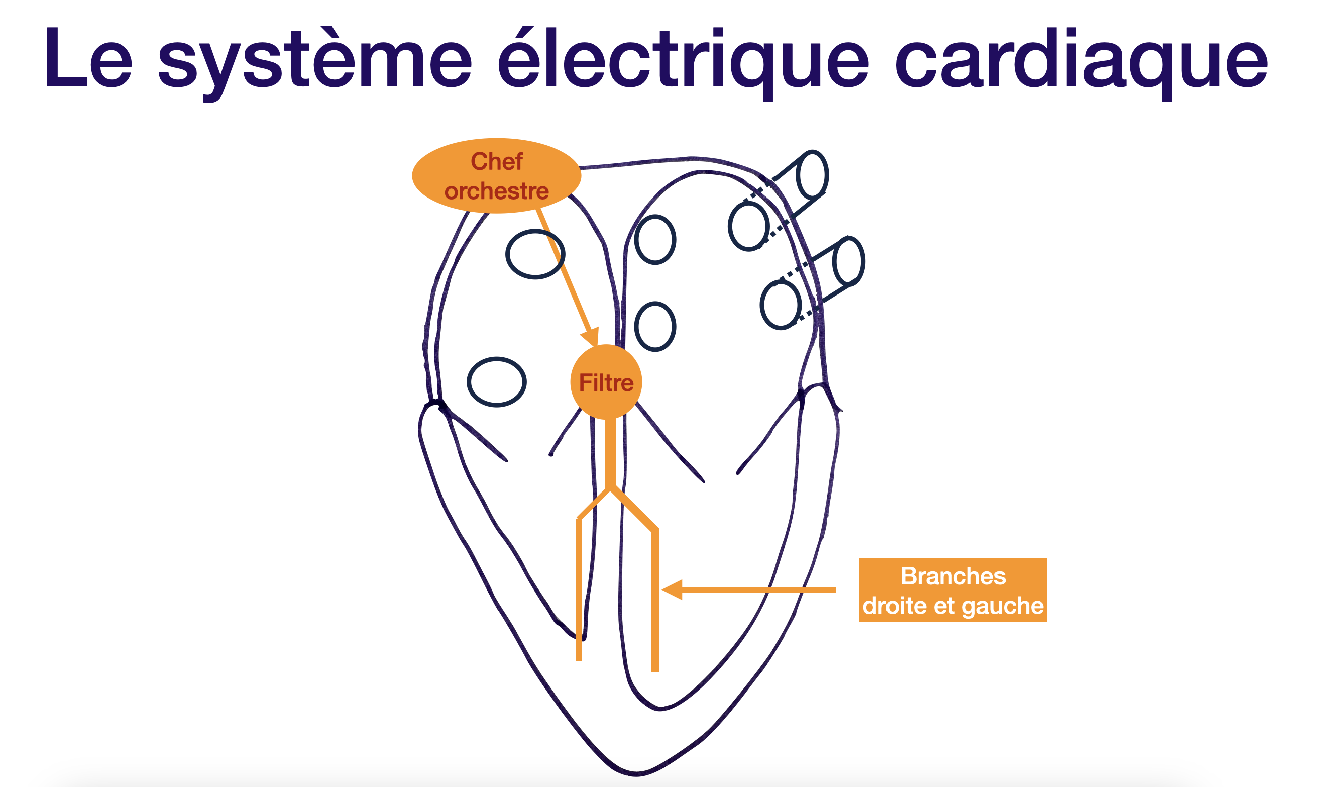 Le système électrique du coeur