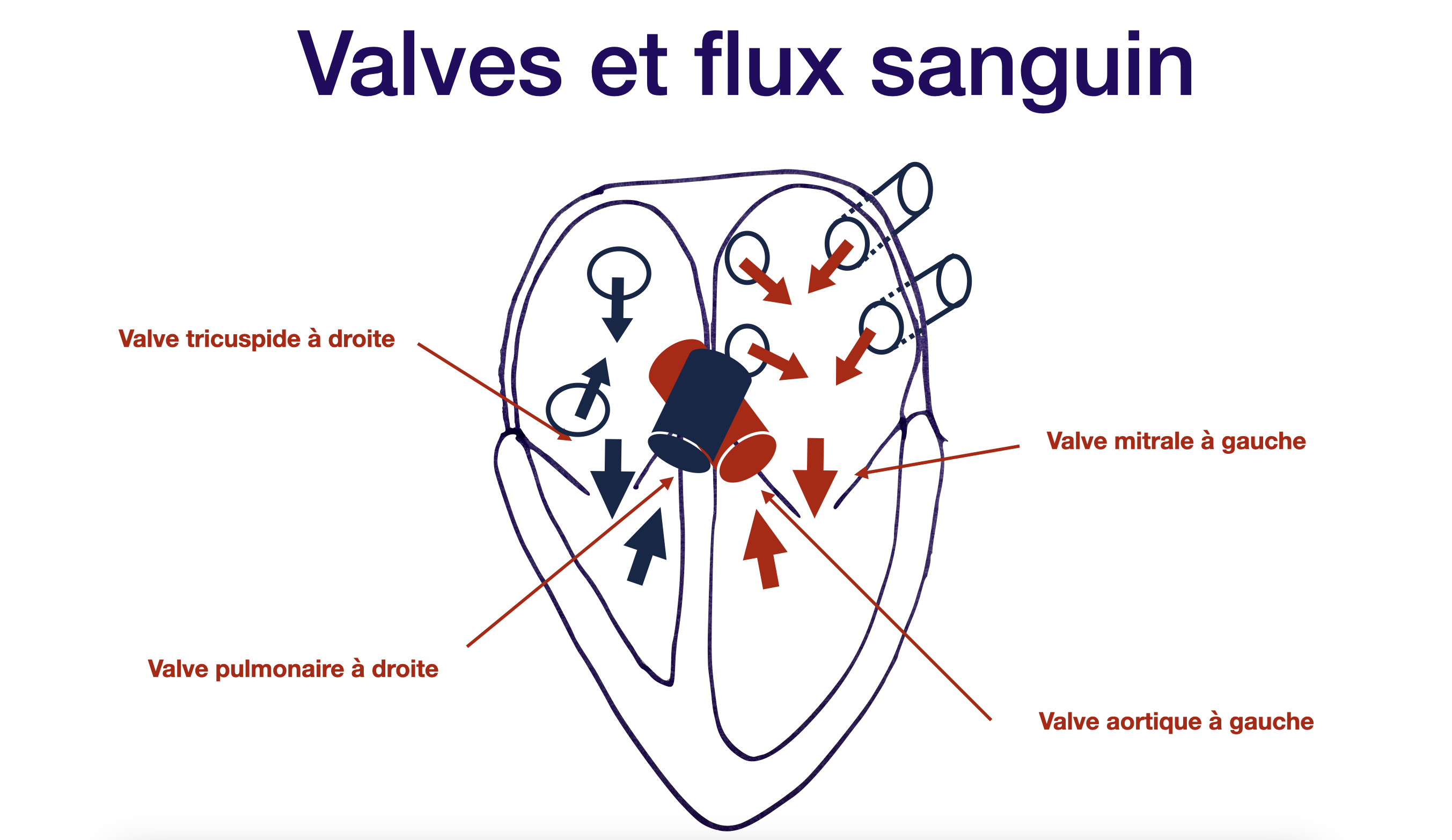 Les valves et le flux sanguin